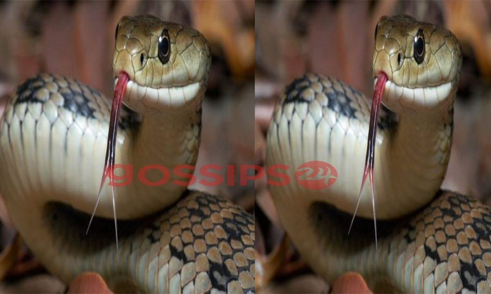 Man arrested for trying to smuggle snakes