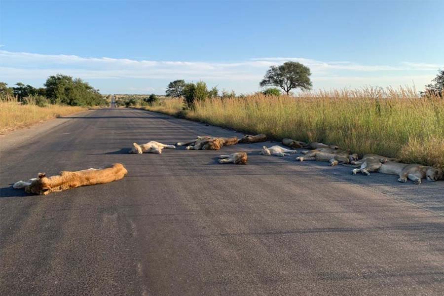 Lions sleep on tar roads as people lockdown in their houses