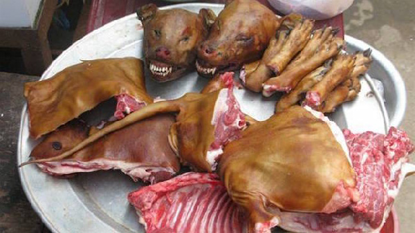 Government To Ban Chewing Of Dogs And Cats Soon-Full Details