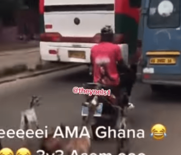 Three Helpless Goat Spotted Tied To Moving Motorbike By Owner-Video