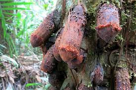 See Photos Of A Tree That Grows Fruits That Looks Like A D!ḉk